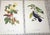 Printmaking Materials Vintage Mid 20th C. Imperial Folio American Tropical Bird Lithographs - Set of 12 (11.25” X 17.25”) For Sale - Image 7 of 10