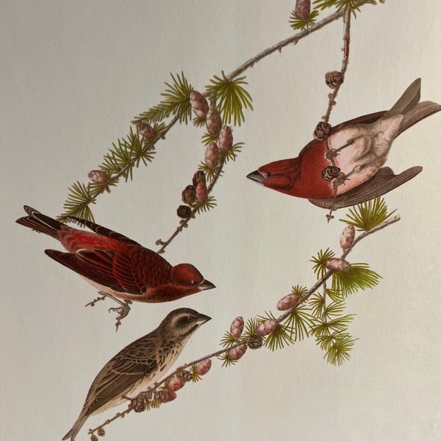 1960s Audubon Birds of America print, Purple Finch, ready to mat and frame.