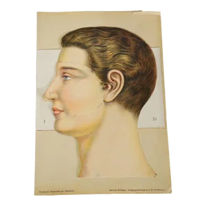 1900s Foldable Anatomical Brochure Depicting the Human Head