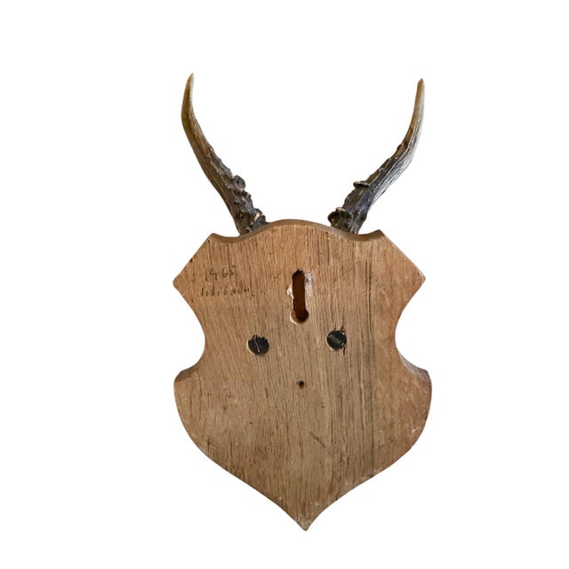 1960s Roe Deer Trophy 134 Black Foret Antlers For Sale - Image 5 of 5
