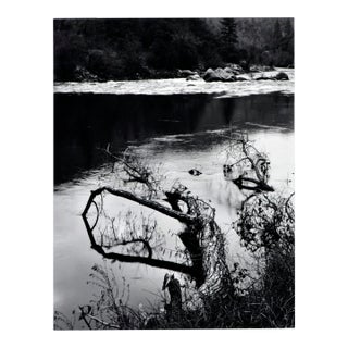 "Beaver-Downed Cottonwood", Black & White Landscape by Jeff Nixon For Sale