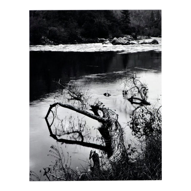 "Beaver-Downed Cottonwood", Black & White Landscape by Jeff Nixon For Sale