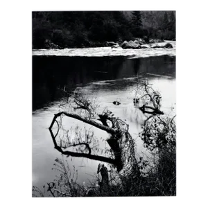 "Beaver-Downed Cottonwood", Black & White Landscape by Jeff Nixon