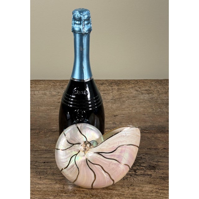 This natural nautilus shell has been hand decorated with metallic silver gilding along the natural seam lines. The shell...