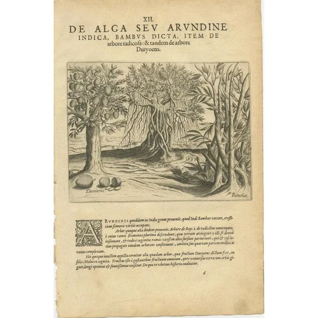 Bamboo and Cashew Trees, 1598, Paper, Set of 3 For Sale - Image 3 of 9