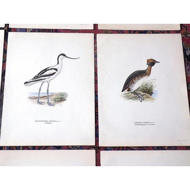 Late 19th Century Antique 19th C. Large Folio Water Bird Lithographs - Set of 9 For Sale - Image 5 of 9