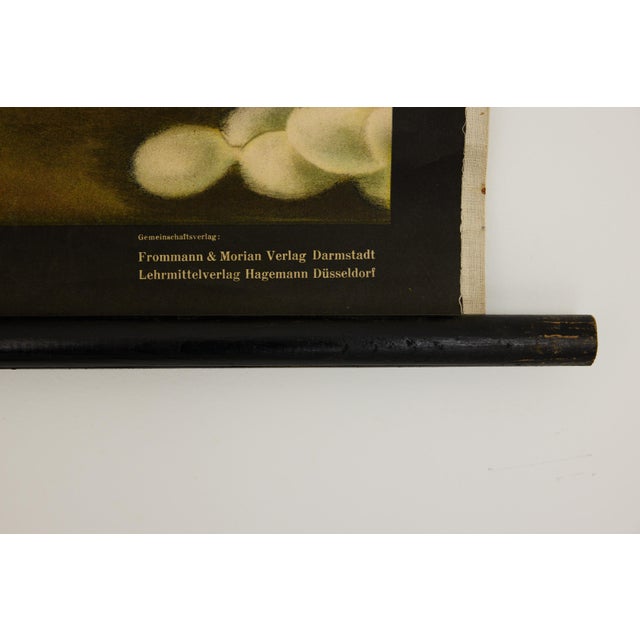 Jung-Koch-Quentell German Zoological Snake Anatomy Wall Chart, C. 1960s For Sale - Image 11 of 18