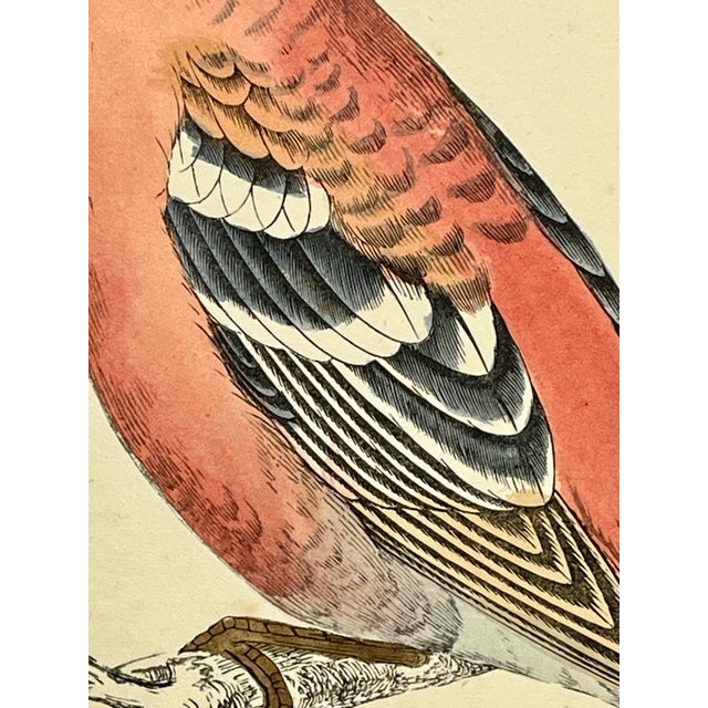 Antique Hand Tinted Bird Print From England Featuring a Red