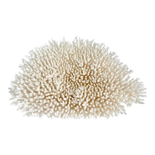 Massive Natural Table Coral Specimen For Sale