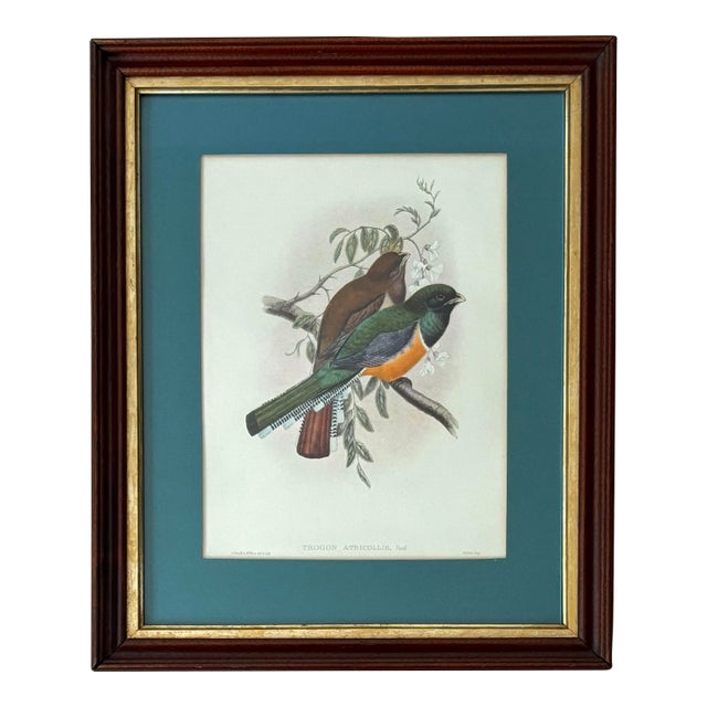 Antique Original John Gould English Bird Print, Framed For Sale
