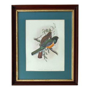 Antique Original John Gould English Bird Print, Framed