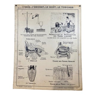 Vintage Cardboard Senses Poster For Sale