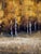 Wood Music on the Mountain by Seth Winegar | Oil on Board Aspen Mountain Landscape For Sale - Image 7 of 8