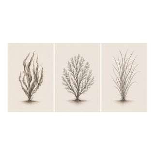 Curated Coastal Botanical Triptych, Seaweed & Coral Studies, 24" × 36" Each For Sale