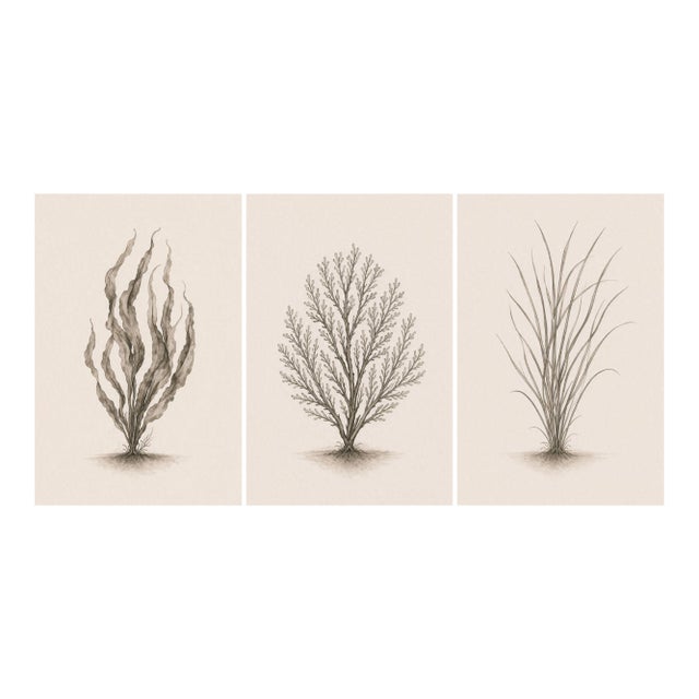 Curated Coastal Botanical Triptych, Seaweed & Coral Studies, 24" × 36" Each For Sale