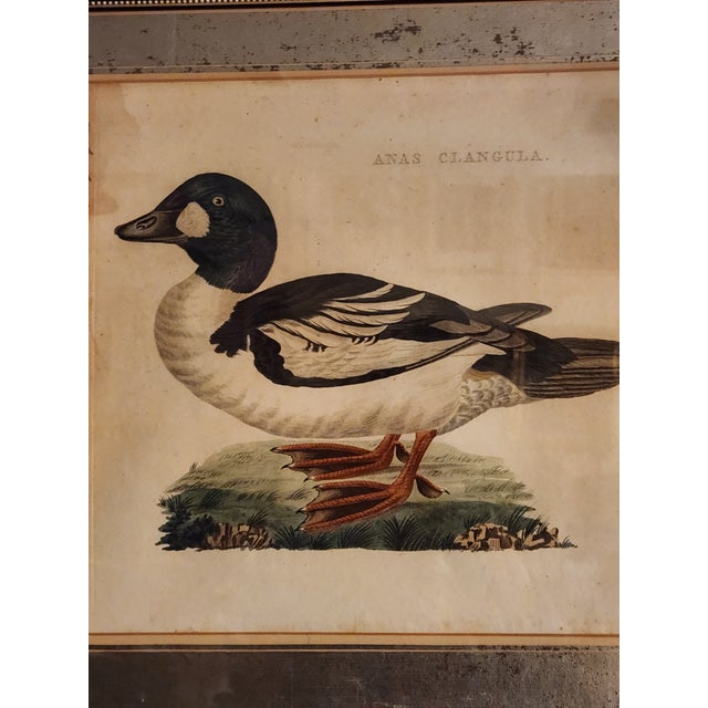 18th Century Set of Three Duck Engraving Prints From the Nederlandsche Vogelen (Dutch Birds) For Sale - Image 4 of 12