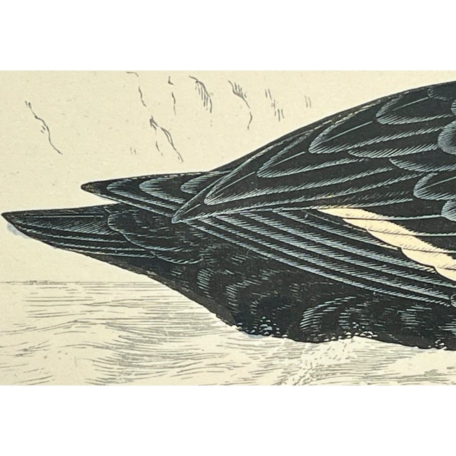 Plastic Antique Hand Tinted Bird Print From England Featuring a Black Velvet Scoter - Circa 1888 For Sale - Image 7 of 12