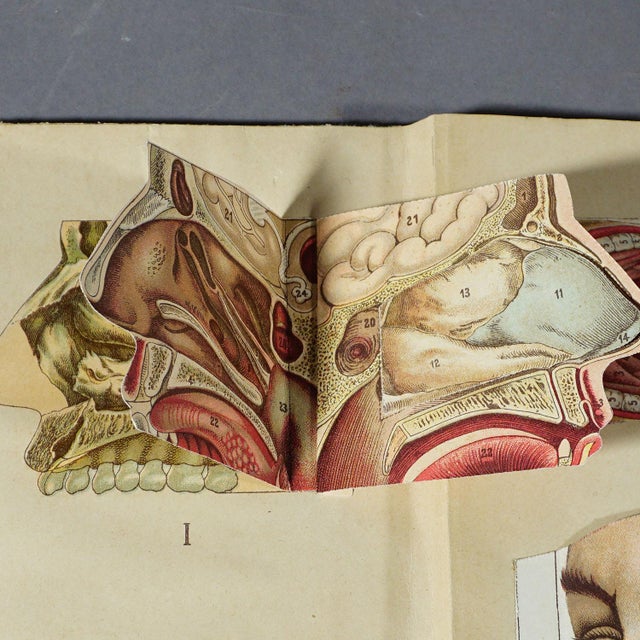 Antique Foldable Anatomical Brochure Depicting Human Anatomy | Chairish
