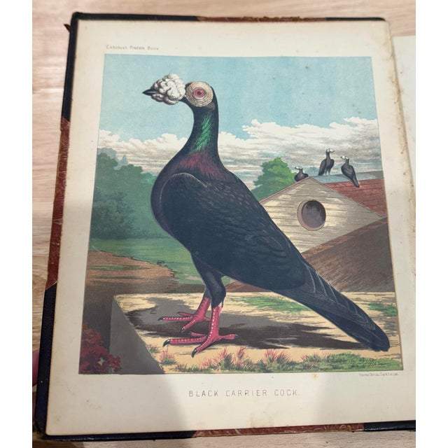 Rare 1870s First Edition: The Illustrated Book of Pigeons by Robert Fulton (Cassell Petter & Galpin) Complete With All 50 Color Plates by j.w. Ludlow For Sale - Image 11 of 12