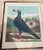 Rare 1870s First Edition: The Illustrated Book of Pigeons by Robert Fulton (Cassell Petter & Galpin) Complete With All 50 Color Plates by j.w. Ludlow For Sale - Image 11 of 12