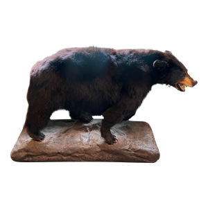 1970s Vintage Mounted Bear Taxidermy