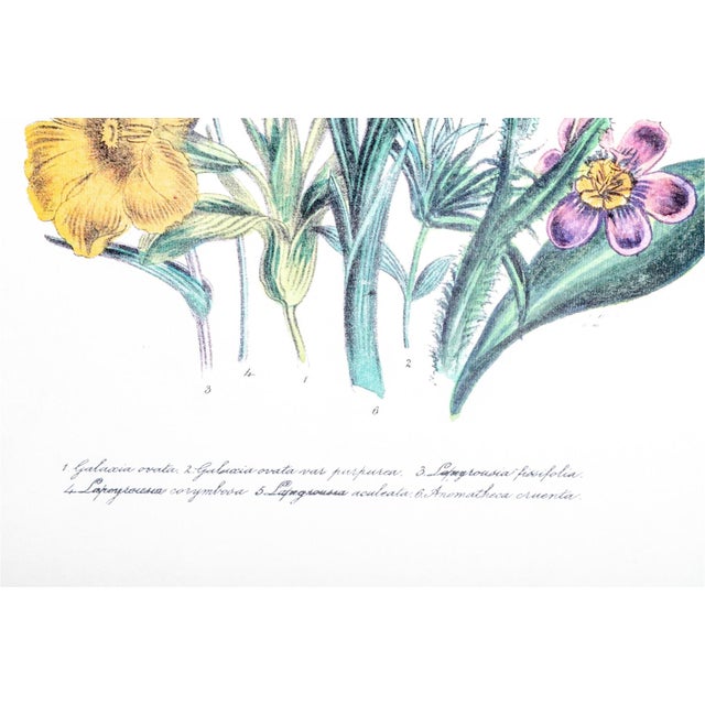 Late 20th Century Jane Webb Loudon Framed Vintage Botanical Prints - A Pair For Sale In Providence - Image 6 of 6