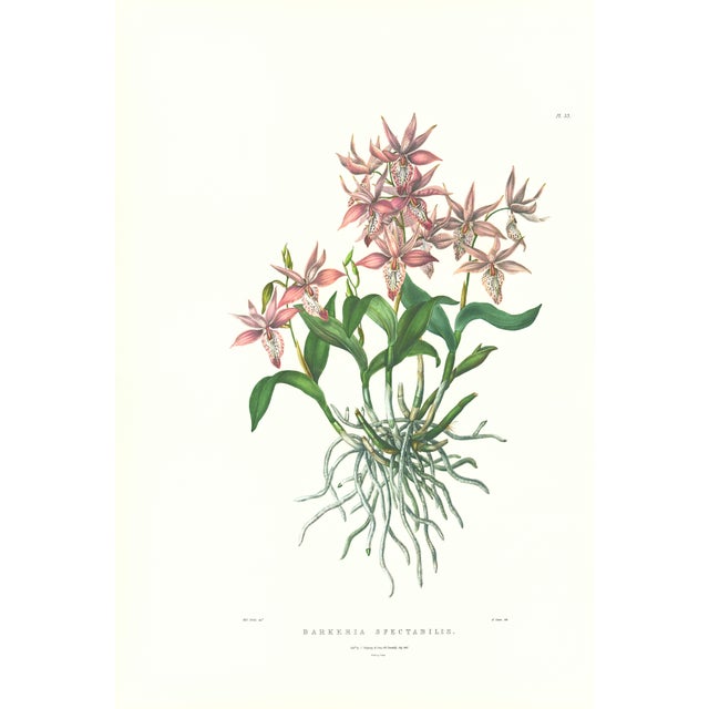 Large 1973 Orchid Flower Lithograph "Barkeria Spectabilis" (Shewy Barkeria) After James Bateman For Sale