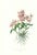 Large 1973 Orchid Flower Lithograph "Barkeria Spectabilis" (Shewy Barkeria) After James Bateman For Sale