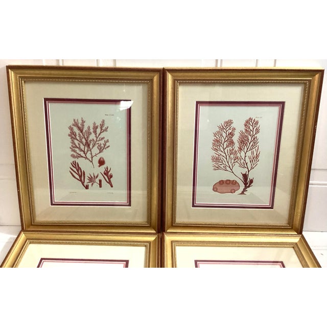 Set of 4 William Henry Harvey Seaweed For Sale - Image 4 of 12