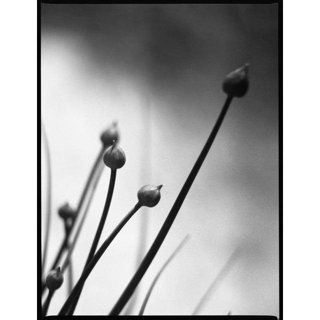 Not Yet Made - Made To Order Paul Cooklin, Chives, Edition of 50 For Sale - Image 5 of 5