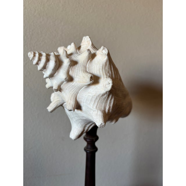 Wood 3 Baroque Mounted Seashell Specimens Displays on 19th Century Dark Wooden Stands For Sale - Image 7 of 11
