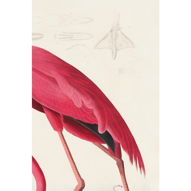 John James Audubon Pink Flamingo (Audubon, Birds of America), Vintage Art Print Reproduction, 24″ × 36″ For Sale - Image 4 of 7