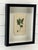 A very nice botanical print from a vintage flower book. Framed in a custom made all wood shadow box frame.