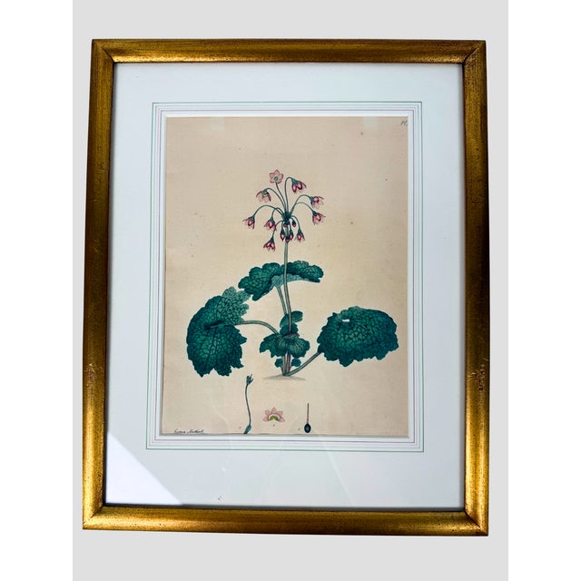 Set of 6 Antique 1797-1803 Henry Andrews Hand-Colored Botanical Engravings For Sale - Image 10 of 11
