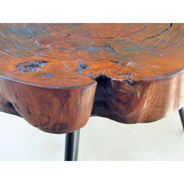 Mid-Century Modern Tree Trunk Coffee Table, 1950s For Sale - Image 3 of 13