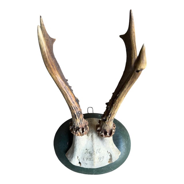 Roe Deer Trophy 133 Black Foret Antlers For Sale