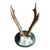 Roe Deer Trophy 133 Black Foret Antlers For Sale