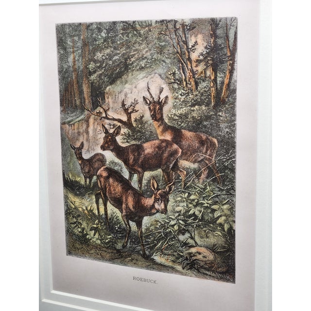 Late 19th Century Late 19th Century Louis Prang Deer Engravings in Burl Wood Style Frames - Set of 4 For Sale - Image 5 of 16