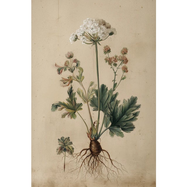 2020s Antique Botanical Print | Herbarium Flower Study | Natural History Fine Art Print For Sale - Image 5 of 5