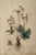 2020s Antique Botanical Print | Herbarium Flower Study | Natural History Fine Art Print For Sale - Image 5 of 5