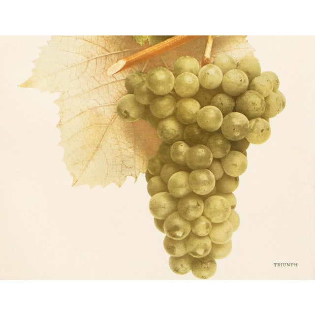 1900s U. P. Hedrick, Original Antique Photogravure of Triumph Grapes For Sale - Image 4 of 6