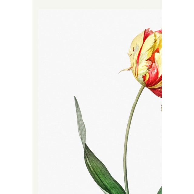 Illustration Didier's Tulip by Redouté, Vintage Botanical Art Print, 40" X 60" For Sale - Image 3 of 12