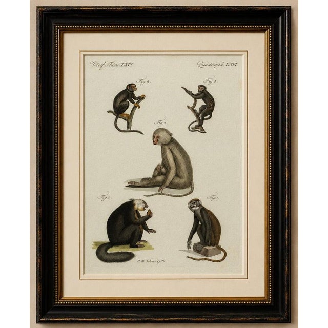 Original antique print of five monkeys and tamarins by bertuch, 1802 original antique hand-colored copper engraving...