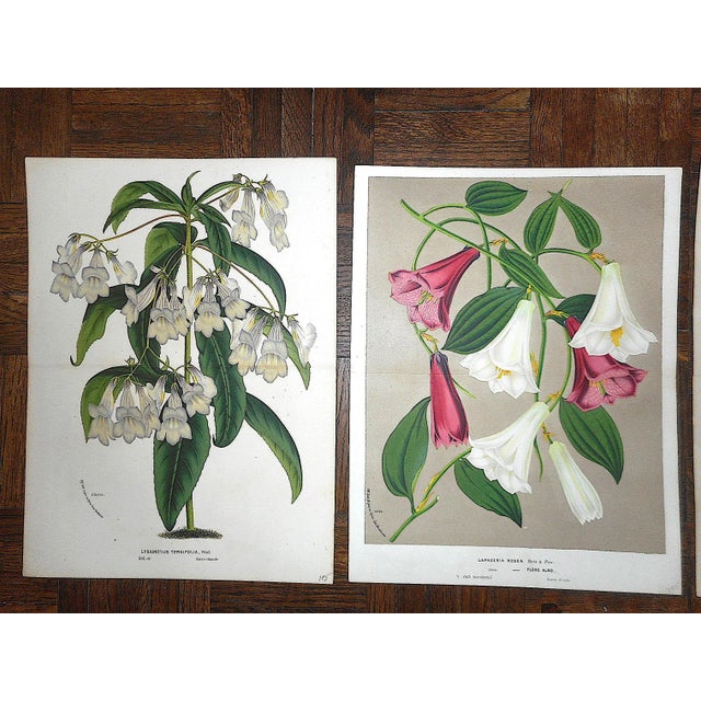 Set of three (3) 19th C. chromolithographs (each color laid in with a separate lithographic stone) depicting flowering...