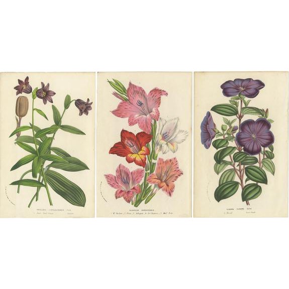 Louis van Houtte, Chocolate Lily, Gladiolus, Tibouchina Elegans, 1857, Prints, Set of 3 For Sale