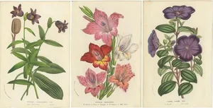 Louis van Houtte, Chocolate Lily, Gladiolus, Tibouchina Elegans, 1857, Prints, Set of 3