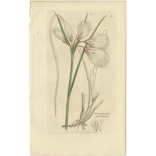 Set of 8 Antique Botanical Engravings of Cottongrass, Reed Grass & Coastal Species, c.1830 This elegant set of eight...