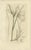 Set of 8 Antique Botanical Engravings of Cottongrass, Reed Grass & Coastal Species, c.1830 This elegant set of eight...