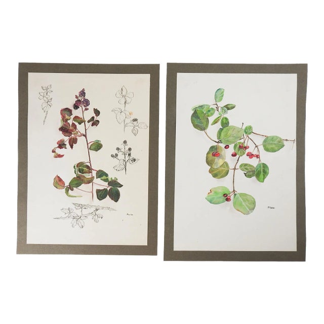 Vintage Botanical Berries Watercolor Paintings - a Pair For Sale