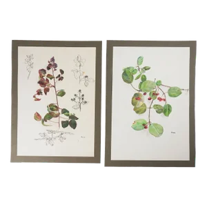 Vintage Botanical Berries Watercolor Paintings - a Pair